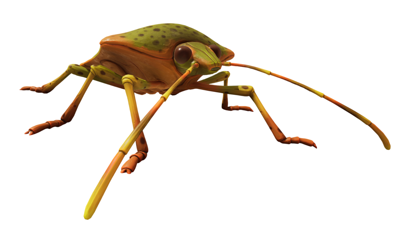 Green Shield Bug